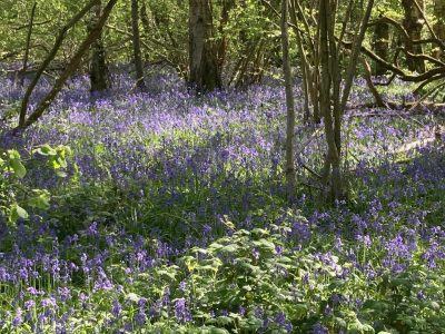 Abinger Ramble