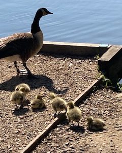 Broadwater Country Park and River Wey