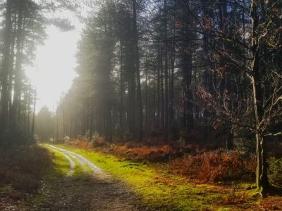 Britty Woods & Crooksbury Common