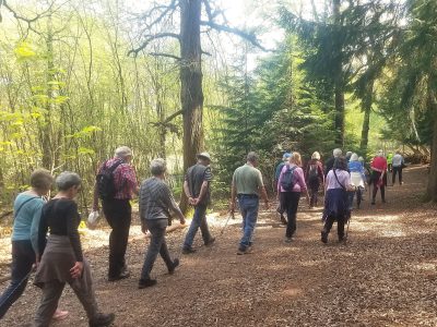 Frensham Little Pond - National Trust Car Park