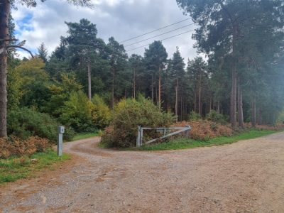 Hankley Common