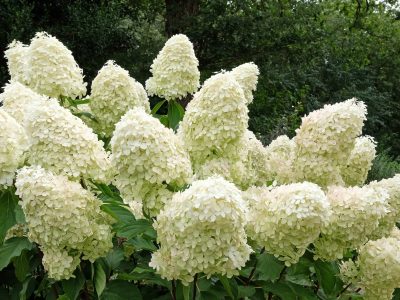 The Savill Garden, Windsor Great Park