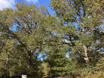 Witley Common