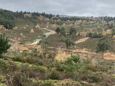 Hankley Common Healthy Walk