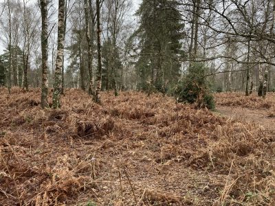 Britty Woods and Crooksbury Common