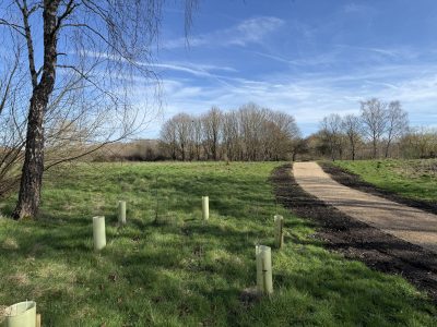 Southwood woods