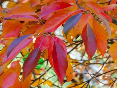 The Savill Garden