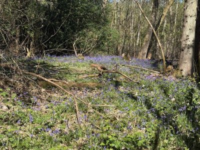 Rowhill Nature Reserve - The Bluebells