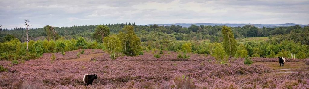 Ash Ranges