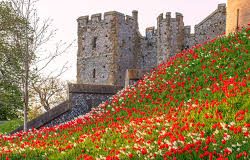 Tulip Festival at Arundel Castle